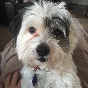 Meet your Posher, Brisha